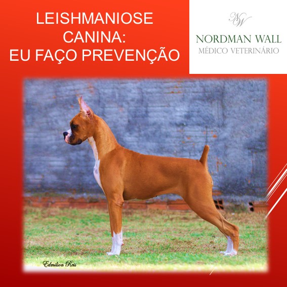 Leishmaniose canina: eu faço prevenção.